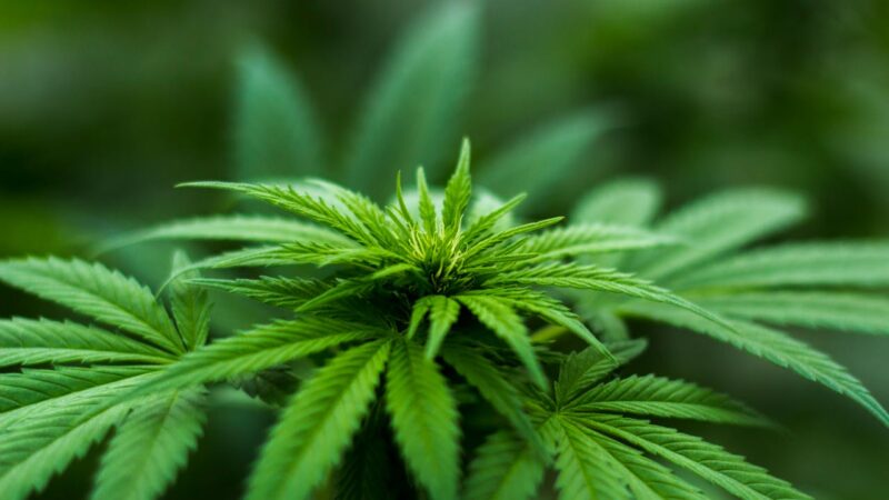 Qu’est ce que le CBD?