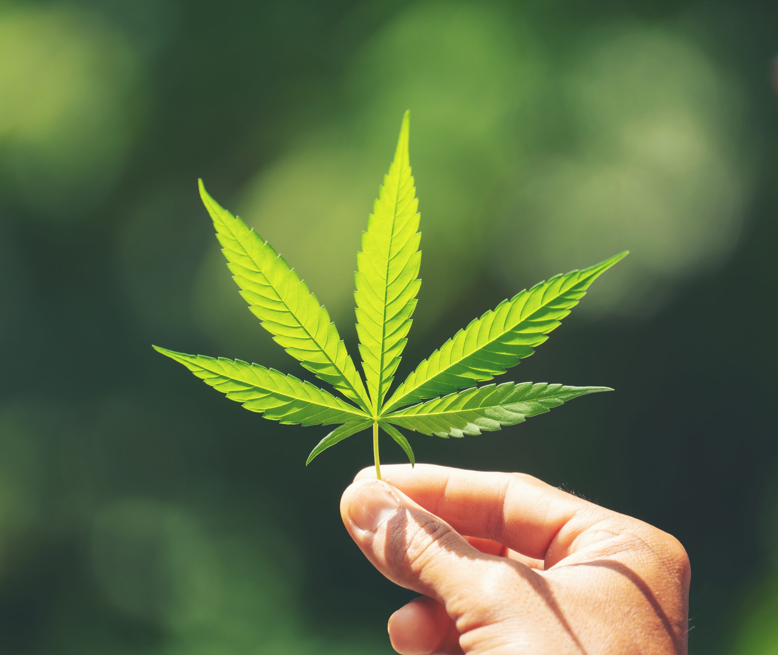 Comment trouver un grossiste de CBD en Espagne ?