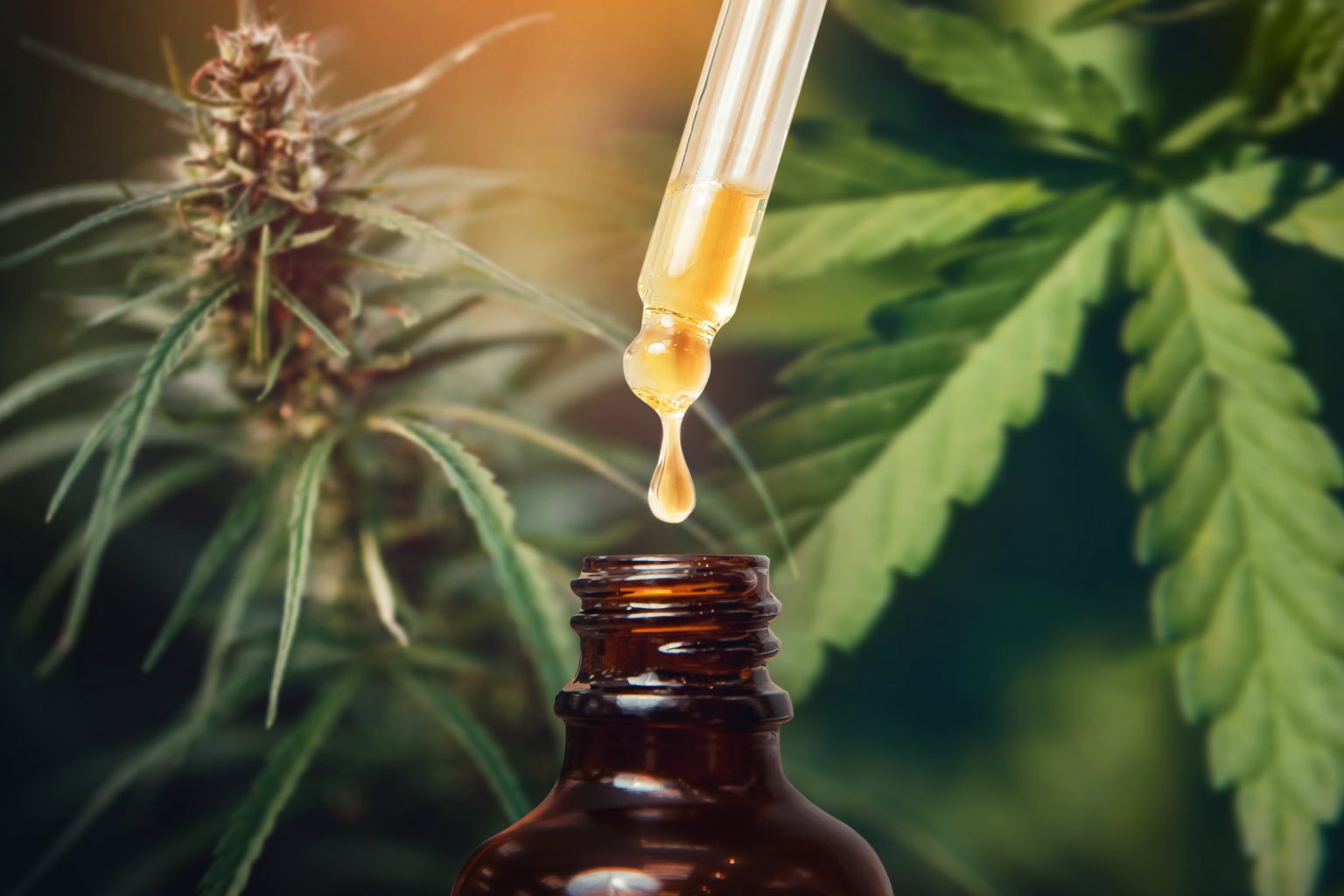 Où acheter du CBD pas cher en France ?