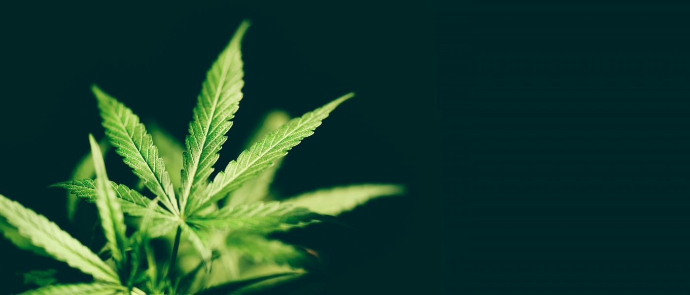 Où commander des fleurs de CBD avec une livraison rapide ?